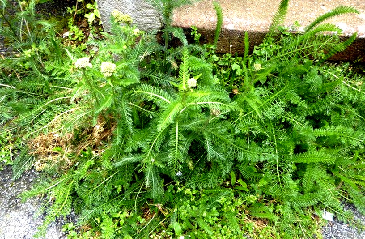 Achilée millefeuilles